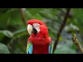 Bird Free Copyright s footage Pixabay free Animals s