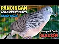 Download Lagu Perkutut Lokal Gacor Suara Besar Pancingan Burung Perkutut Agar Cepat Bunyi.