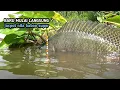 Download Lagu Mancing baru mulai langsung jacpot nila babon super yang sangat ganas