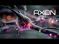 AXON Signal Pathway Music for Developers Deep Thinkers Neural Protocol
