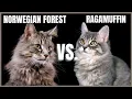 Norwegian Forest Cat VS Ragamuffin Cat