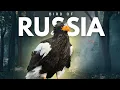 Download Lagu 15 Strange  Bird Species of RUSSIA You Won’t Believe Exist