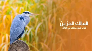 طائر المالك الحزين سيد الخدع وهو أغرب صياد سمك في العالم   كويست عربية دندنها
