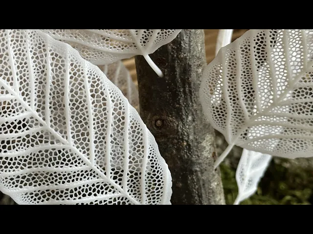 Skeleton Leaves - Dogwood video thumbnail
