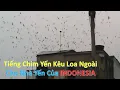 Tiếng Chim Yến Kêu Của INDONESIA (Loa Ngoài)