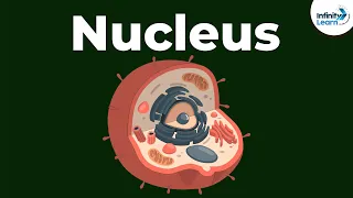 Nucleus Cell Infinity Learn