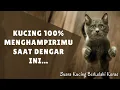 Download Lagu Kucing 100% Menghampirimu Saat Dengar Ini... | Suara Kucing Berkelahi Keras