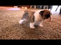 English Bulldog puppies learning to walk for the first time