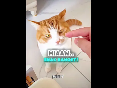 Kucing Yang Makan Kerak Nasi!