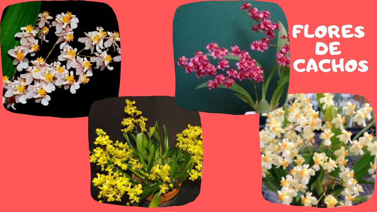 KITS COM LINDAS ORQUÍDEAS EM PROMOÇÃO