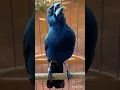 Download Lagu OLHA O CANTO DESSE AZULAO ! #azulao #azulaonordeste #birds
