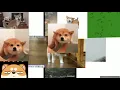 shiba inu gif pr 2
