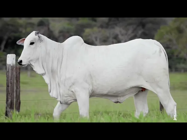 Novilha Nelore AFOM - 6256