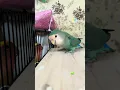 Download Lagu Lovebirds talking #rbnbirds #birds #pets #shorts