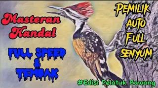 masteran pelatuk bawang full speed