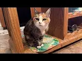 Download Lagu Bear Cat Takes Miss Muffy’s Treats Cubby 😲 
