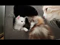 A Day In the Life of 4-Week-Old Kittens