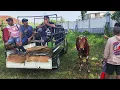 Download Lagu Karapan Sapi Tim Super Kawa Kawa Terbang Latihan Di Lap Skep Bangkalan Persiapan Piala Presiden. 