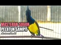 Download Lagu Masteran sogon isian pelatuk sampit jeda rapit nembak nembak #sogon #masteransogon