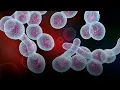 Antifungal Drug Susceptibility Testing of Yeast A Primer for Beginners