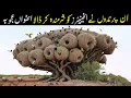 Lagu Bird Nests That Look Impossible | The Most Incredible Creations of Nature