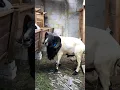 Download Lagu Penampakan Domba Garut 1 Kwintal Keluar Kandang 🔥 #dombagarut #dombaqurban #goat