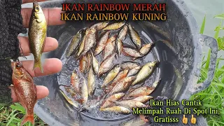 were attacking the rainbow kingdom fishing for red rainbow ornamental fish at ceper lake cikar 