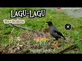 Download Lagu Lagu Gayo Terbaru 2025 _Kamisran_Lagu Lagu