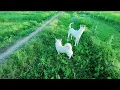 Download Lagu Baby Girl Is Being Raised By Six German Shepherds | The Dodos, OTV