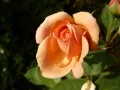 Download Lagu The Rose - Amanda McBroom (Original by herself!)