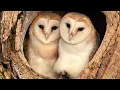 Barn Owl Pair Raise First Ever Chicks Full Story Willow Ghost Robert E Fuller