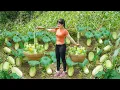 Download Lagu Pick Many Cucumber Grown on High Hills Go To Market Sell For Villager - Adult Pigs Need More Feed