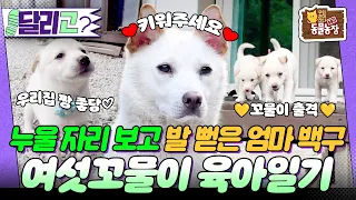 🐶남의 집에 육아 떠넘긴 엄마 백구와 여섯 꼬물이 대리 육아일기 #동물농장 #달리