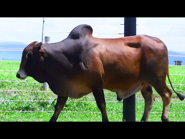 Touro Sindi SHFM - 22