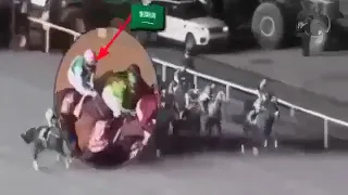 الحصان السعودي   أروقيت   يعود من جديد ويتحدى الجميع في بطولة كأس العالم   دندنها