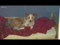 Affordable pet boarding options in North Texas