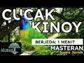 MASTERAN MURAI BATU || CUCAK KINOI Tembakan Tajam BERJEDA 1 MENIT