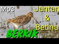 Download Lagu Suara pikat burung BERKIK /Burcet /Tiruk /Pelung Jantan \u0026 Betina di jamin MANTAP