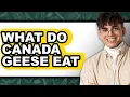 What Do Canada Geese Eat - Answered