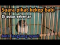 Download Lagu Suara pikat burung kekep babi | free fly bird