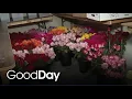 Dina Visits a Local Florist for the Best Valentine s Day Bouquets