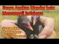 Suara Pikat Mandar Batu Anakan Memanggil Induknya