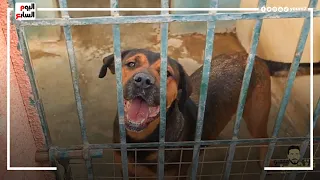 عمرك شوفت كلب بلدي بالحجم والقوة دي 