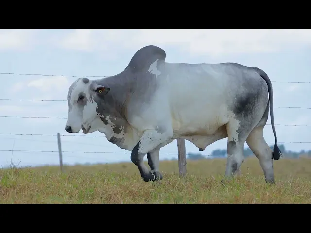 Touro Nelore SABZ - 107