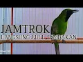 Download Lagu Pancingan Cucak Ijo Gacor Bikin Cucak Hijau Lain Emosi Auto Jamtrok! Seketika Bongkar Full Isian