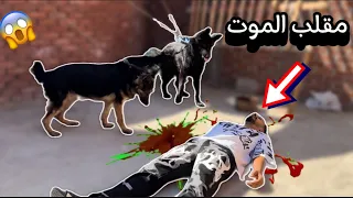 رد فعل بولا وشعبولا والي هيخصر هبيعه    مقلب الموت   دندنها