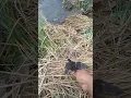 Merilis anak burung TIKUSAN....
