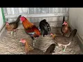 Badang hatch breeding pen