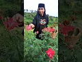 Download Lagu Masa Panen petani bunga Bandungan, Semarang. #panen #panenbunga #mawar #bandungan