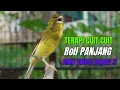 Download Lagu SUARA BURUNG Kenari GACOR PANJANG INI Cocok untuk Masteran KENARI PAUD dan Kenari Macet BUNYI
